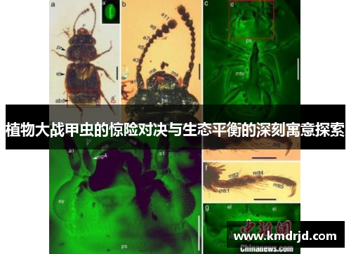 植物大战甲虫的惊险对决与生态平衡的深刻寓意探索